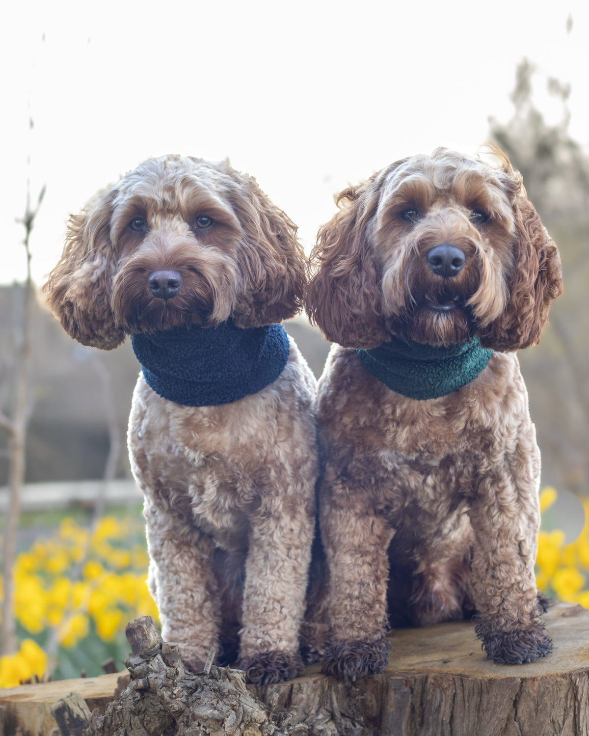 Handmade Borg Dog Snood - Forest