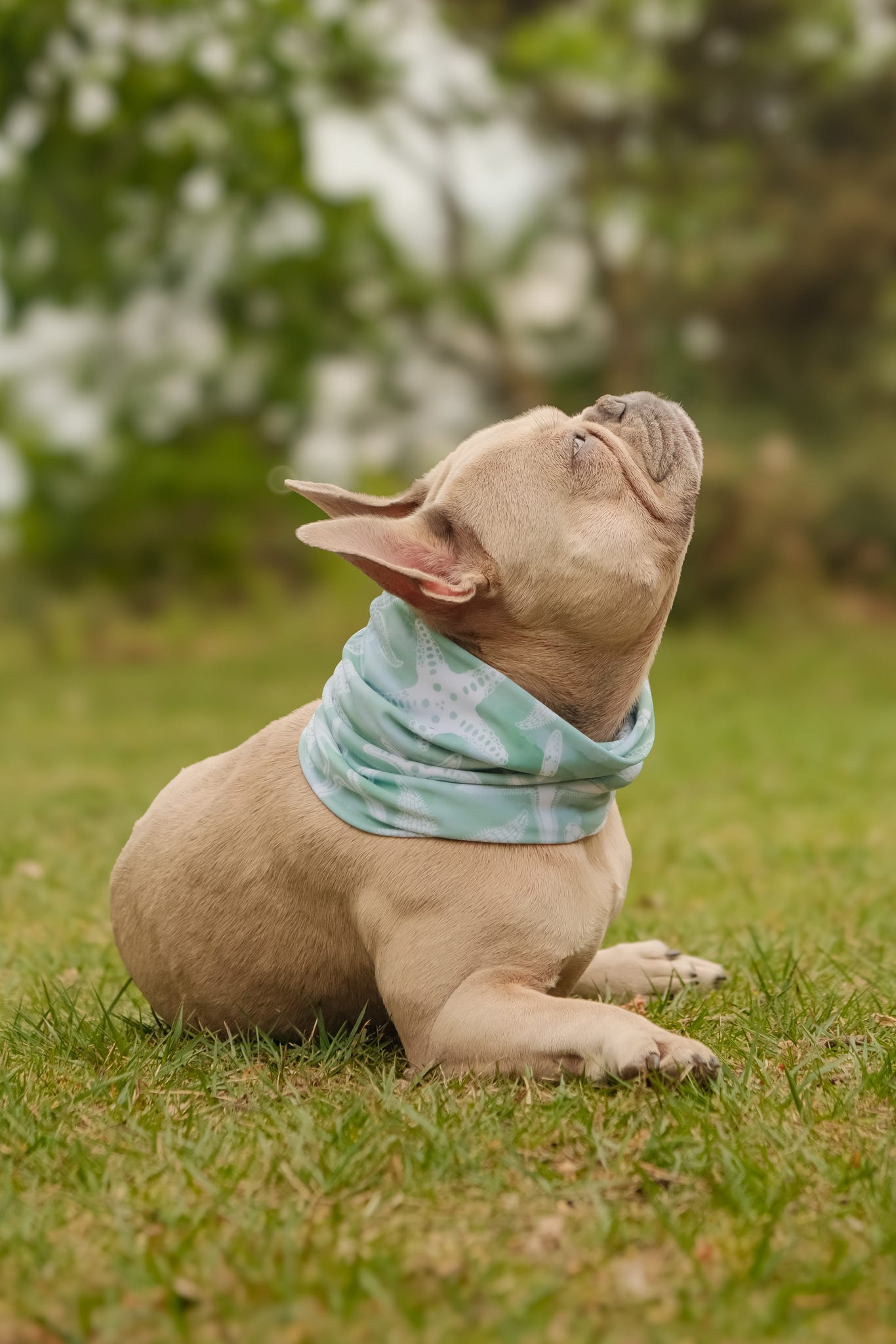 Handmade Cooling Dog Snood - Seafoam Starfish