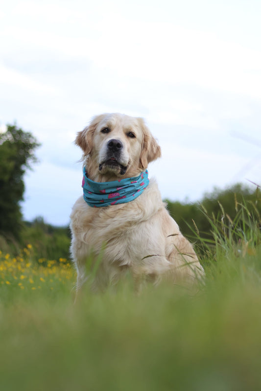 Handmade Cooling Dog Snood - Watermelon Pop