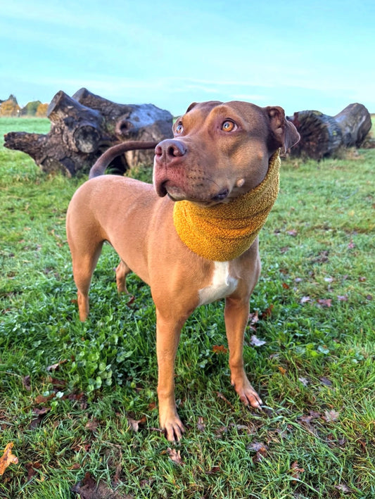 Handmade Borg Dog Snood - Saffron