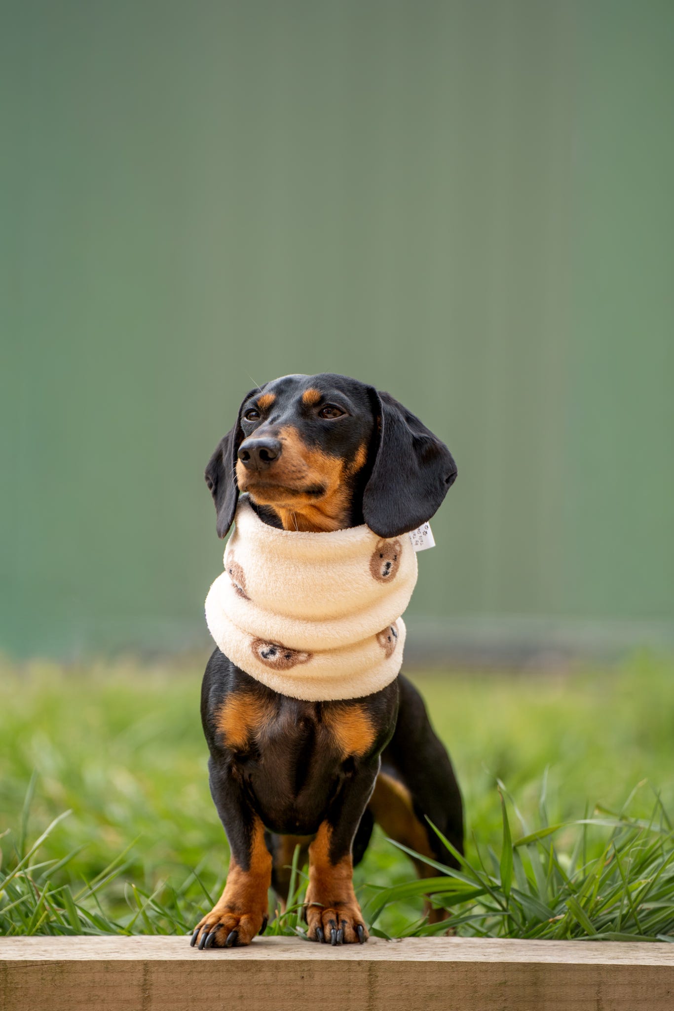 Handmade Fleece Dog Snood - Bear Necessities