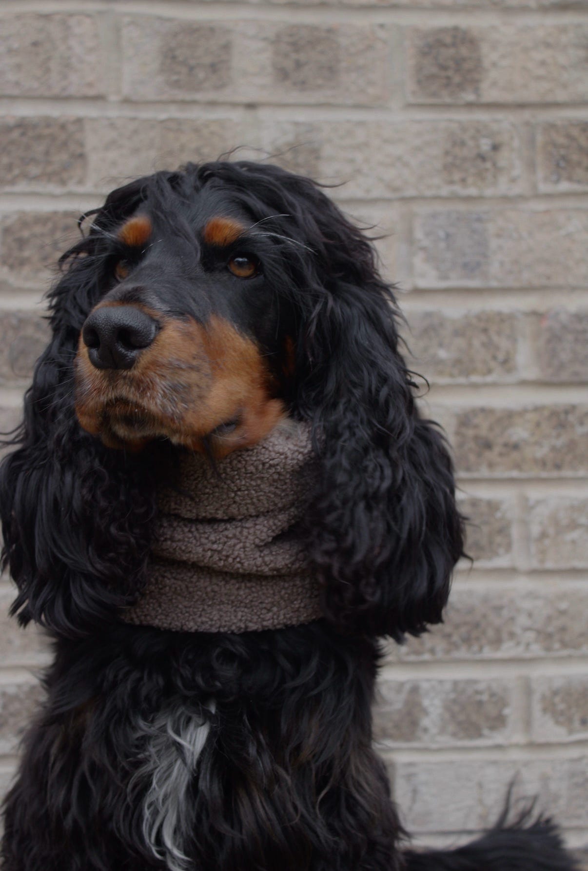 Handmade Borg Dog Snood - Mushroom