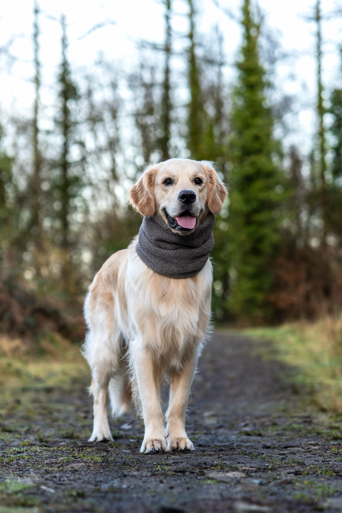 Handmade Borg Dog Snood - Mushroom