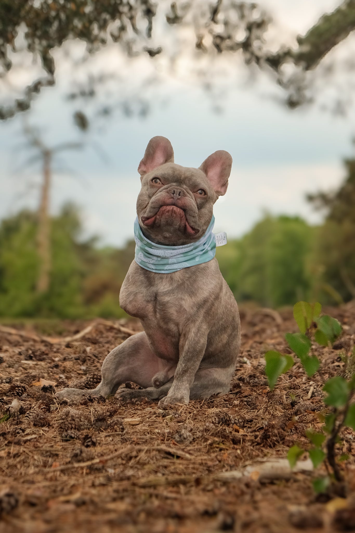 Handmade Cooling Dog Snood - Seafoam Starfish