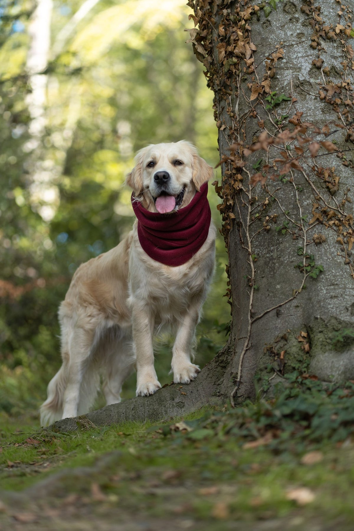 Handmade Polar Fleece Dog Snood - Wine