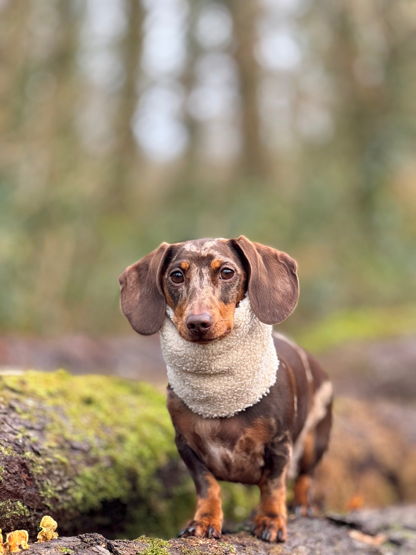Handmade Borg Dog Snood - Latte