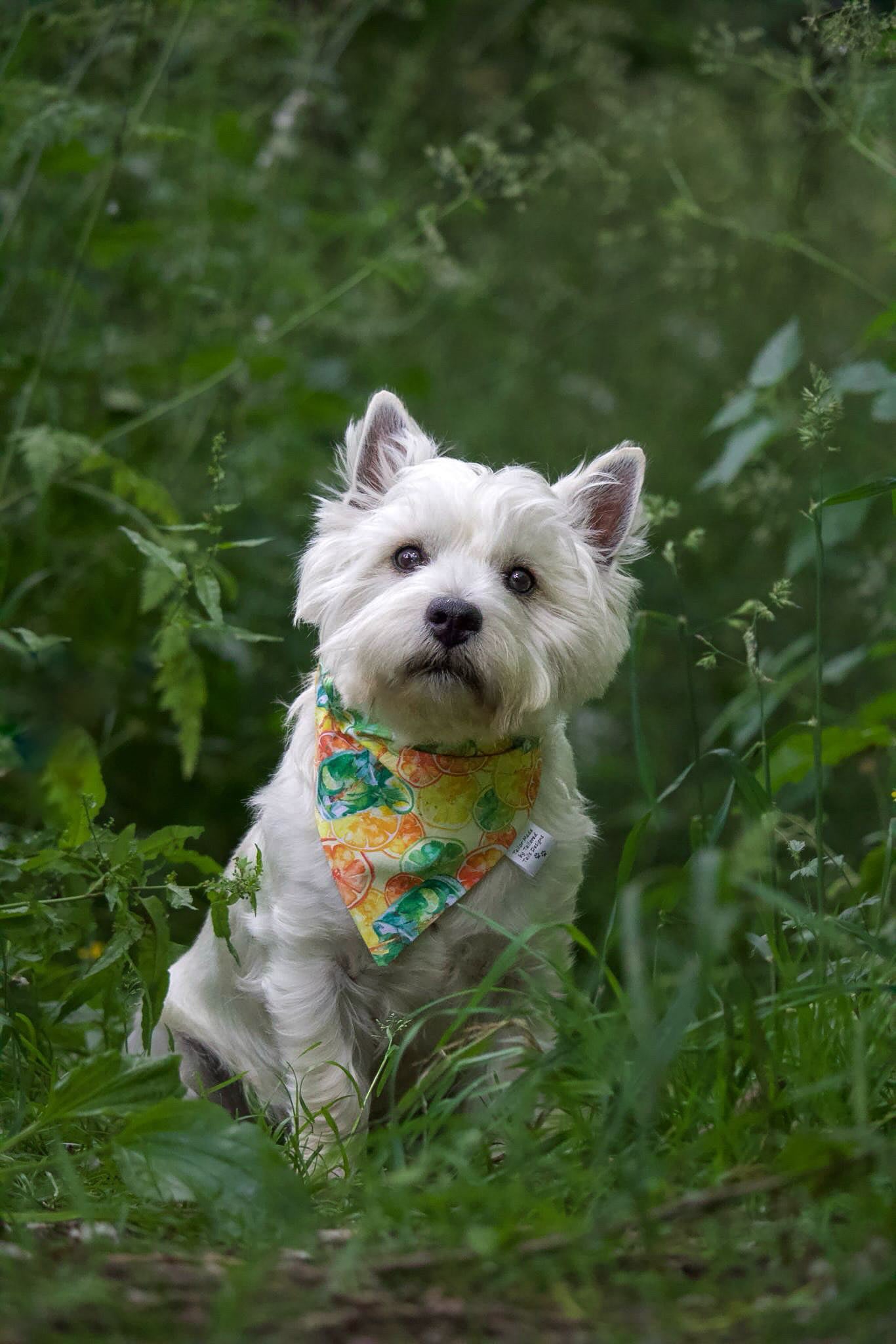 Handmade Dog Bandana - Summer Spritz