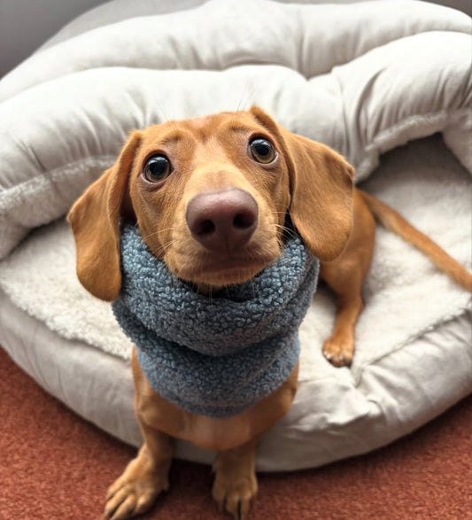 Handmade Borg Dog Snood - Dusty Blue