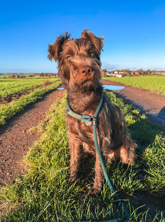 Tailor-Made Paracord Dog Slip Lead - Design Your Own