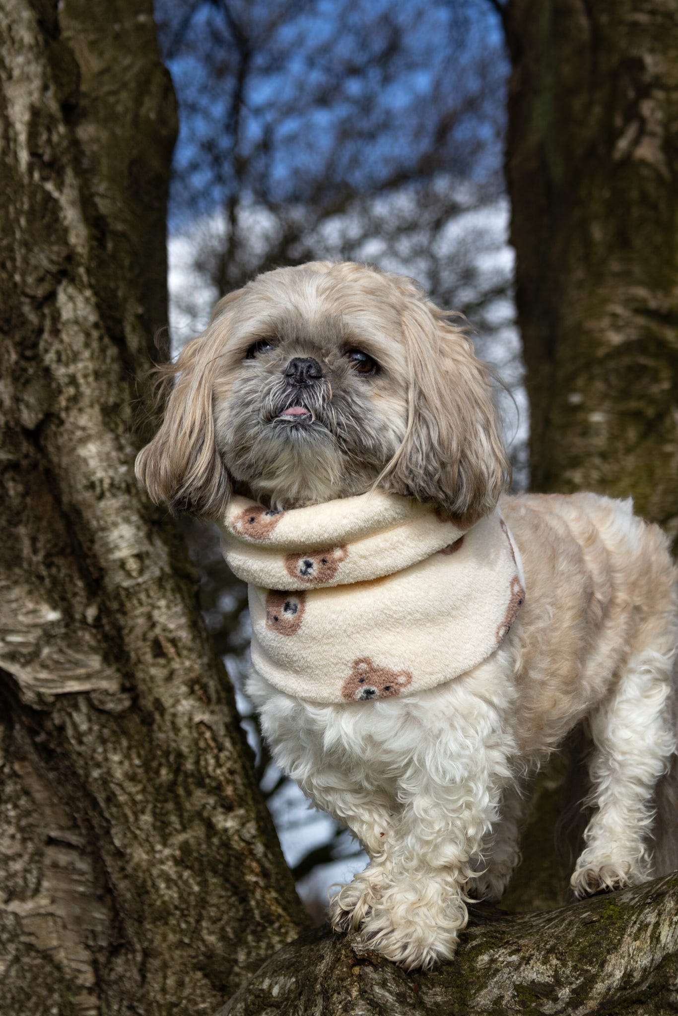 Handmade Fleece Dog Snood - Bear Necessities