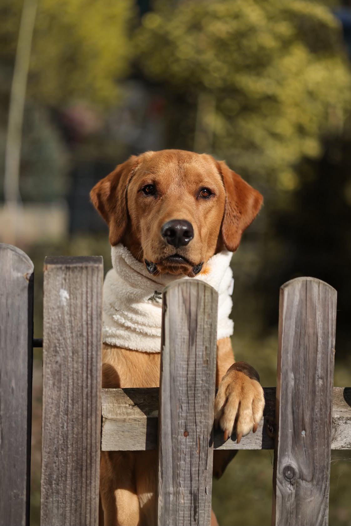 Handmade Teddy Fleece Dog Snood - Golden Meadow - Embroidered Design