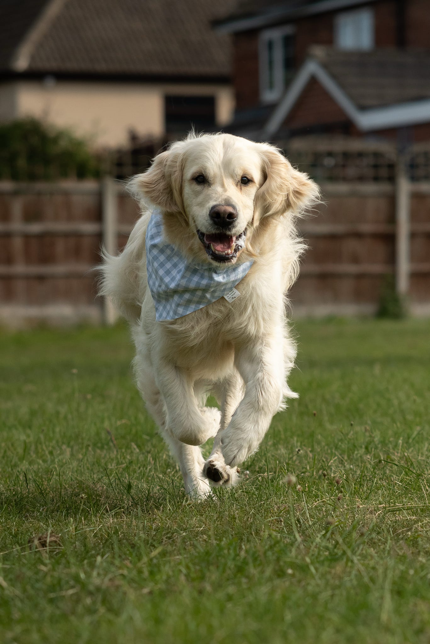 Handmade Dog Bandana - Seasalt Gingham