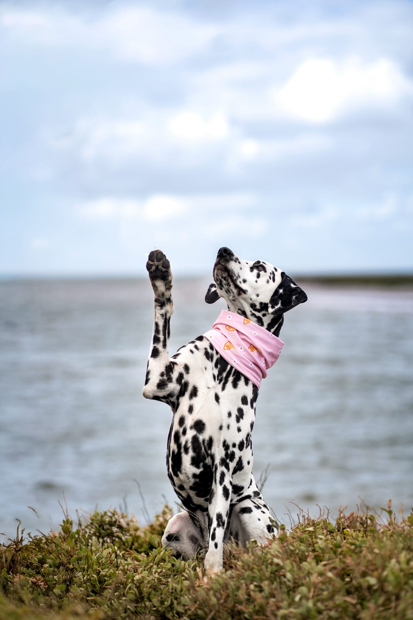 Handmade Cooling Dog Snood - Citrus Bloom