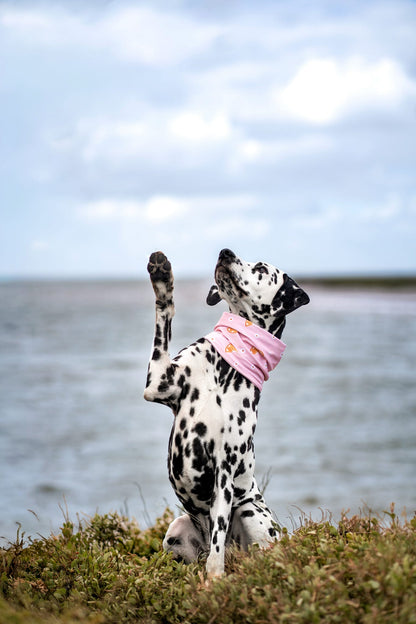 Handmade Cooling Dog Snood - Citrus Bloom