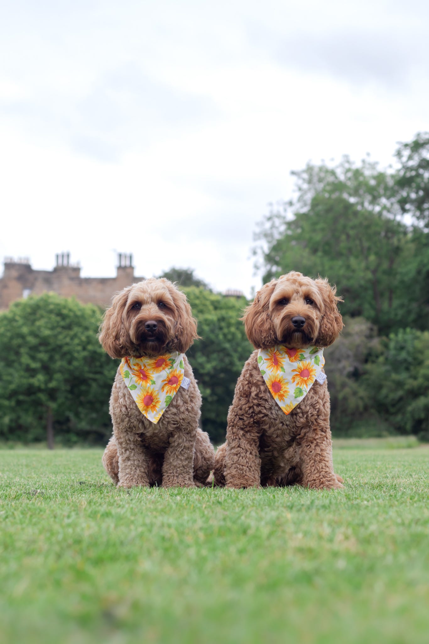Handmade Dog Bandana - Sunny Sunflowers