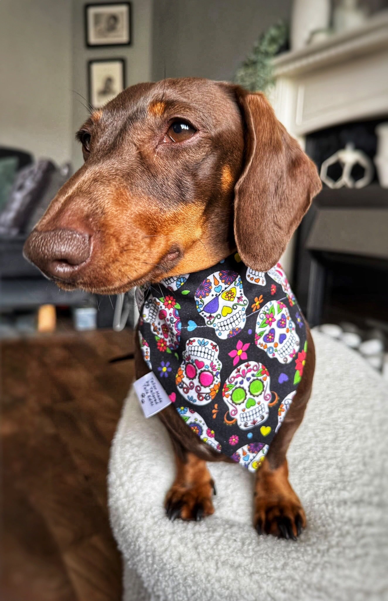 Dog Bandana - Groovy Skulls