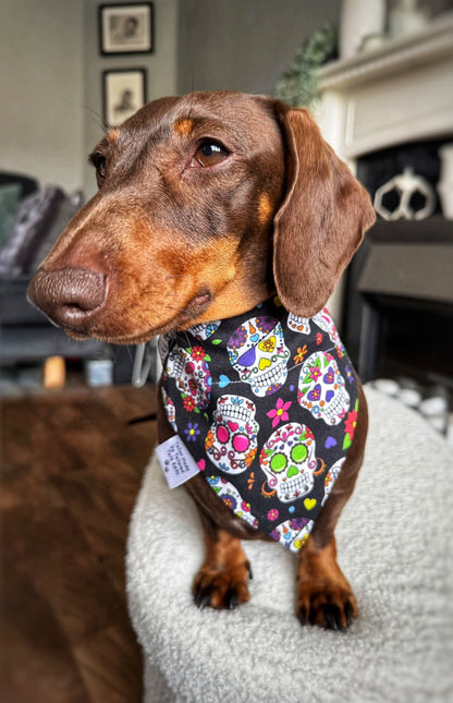 Dog Bandana - Groovy Skulls