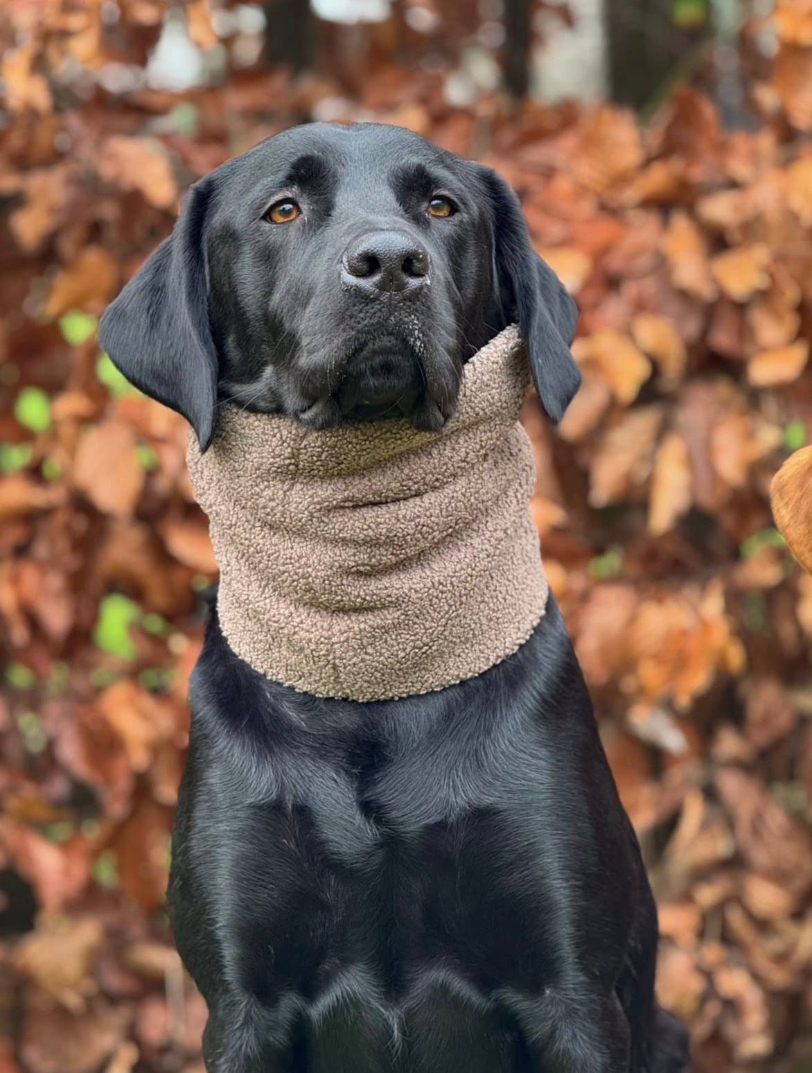 Handmade Borg Dog Snood - Mushroom