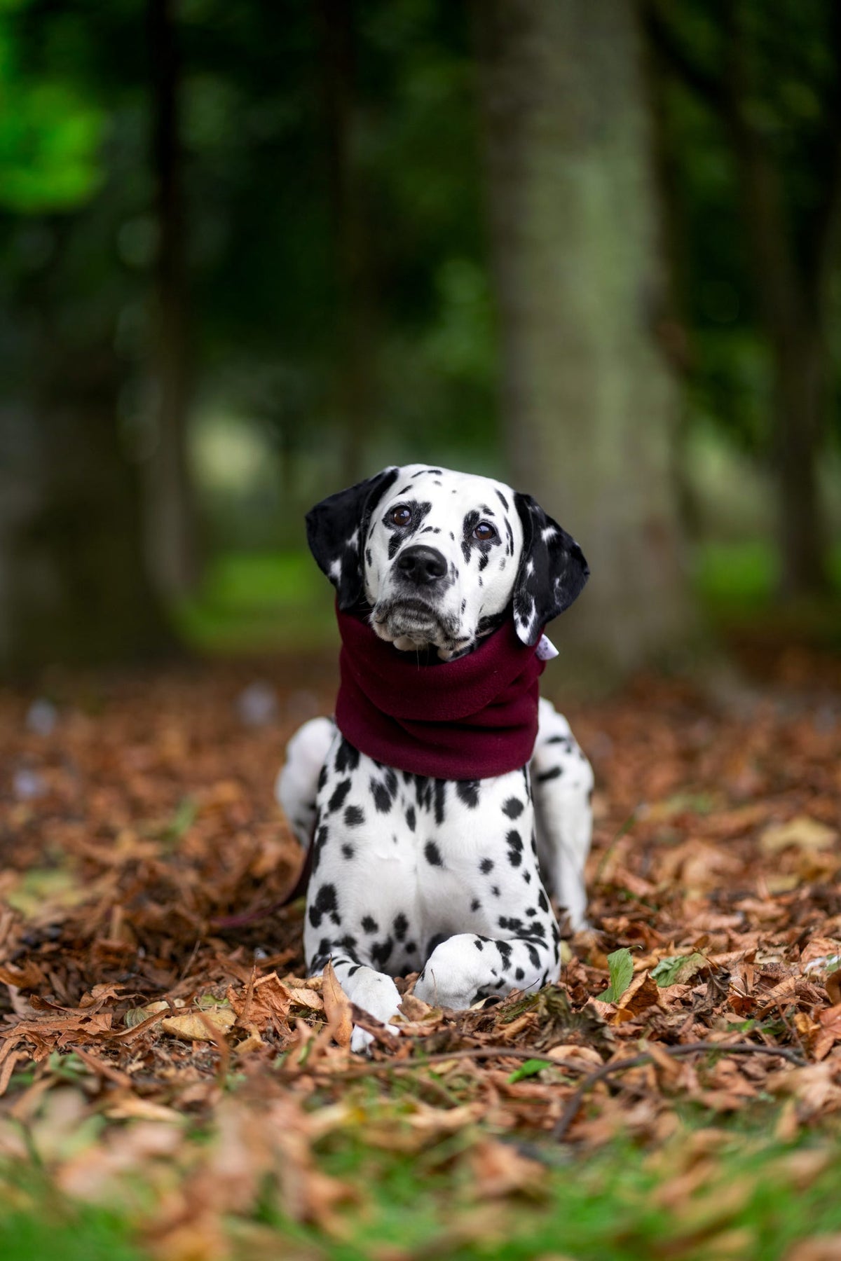 Handmade Polar Fleece Dog Snood - Wine