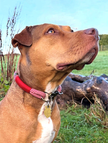 Tailor-Made Single Layered Dog Collar – Design Your Own