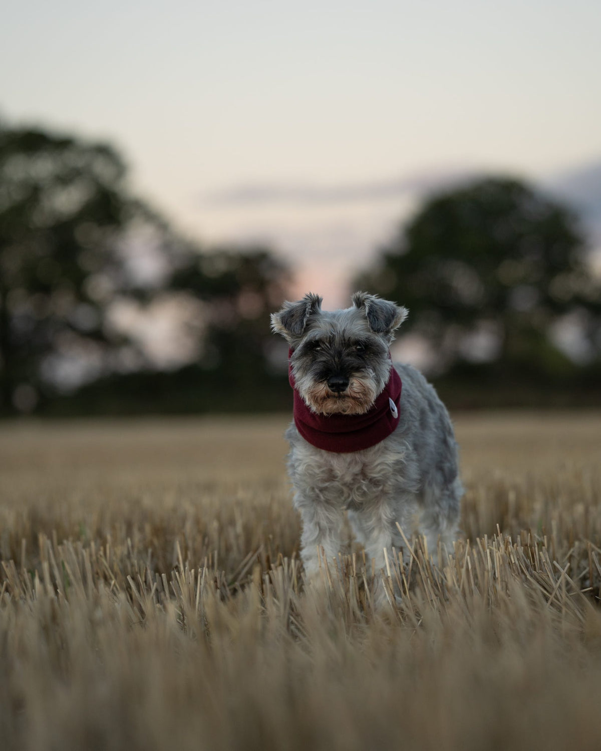 Handmade Polar Fleece Dog Snood - Wine