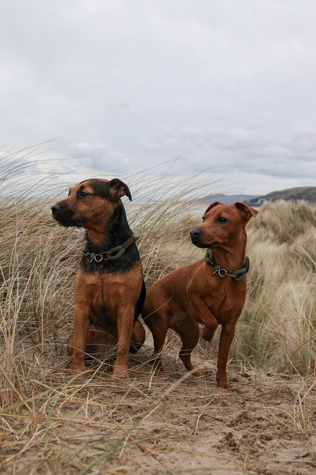 Tailor-Made Single Layered Dog Collar – Design Your Own