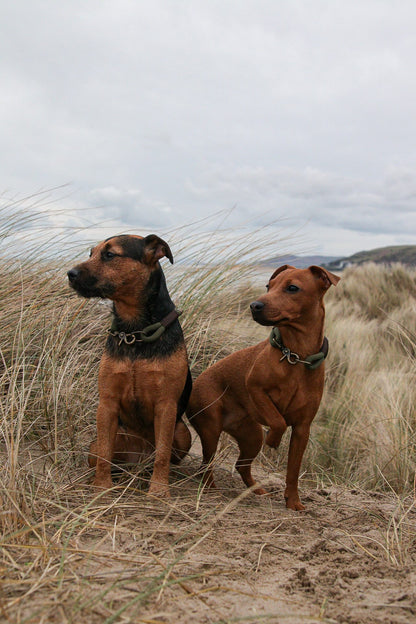 Tailor-Made Single Layered Dog Collar – Design Your Own