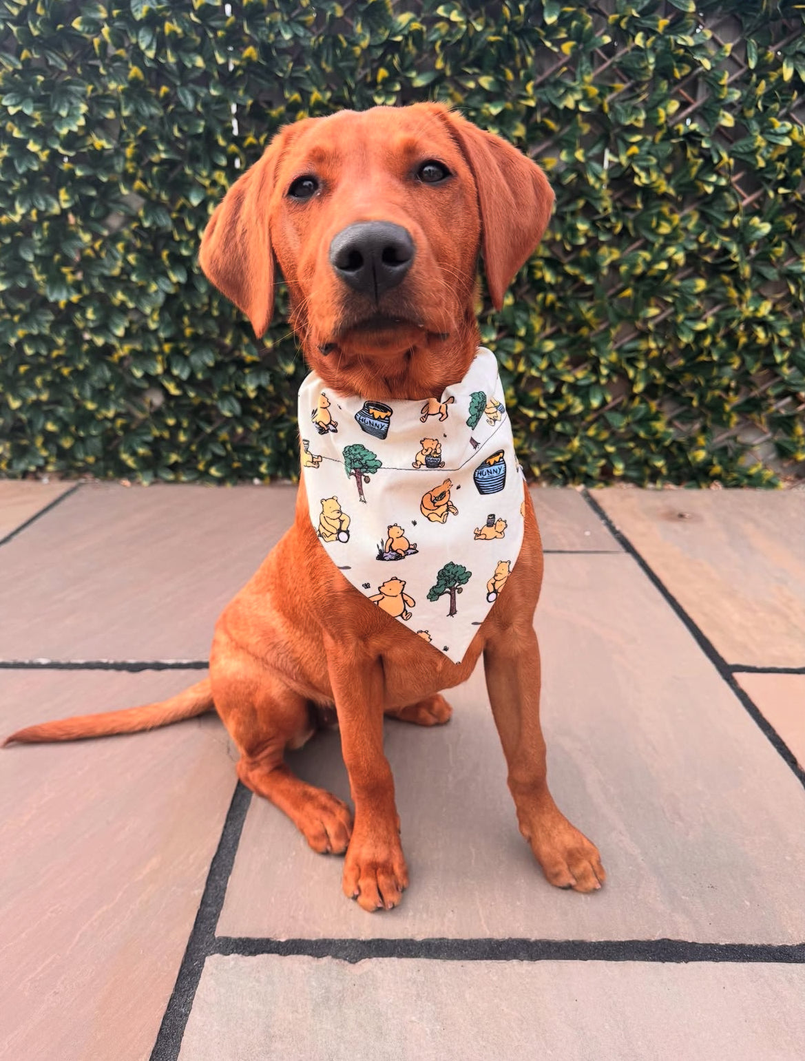 Dog Bandana - Pooh’s Hunny Hideaway - Beige