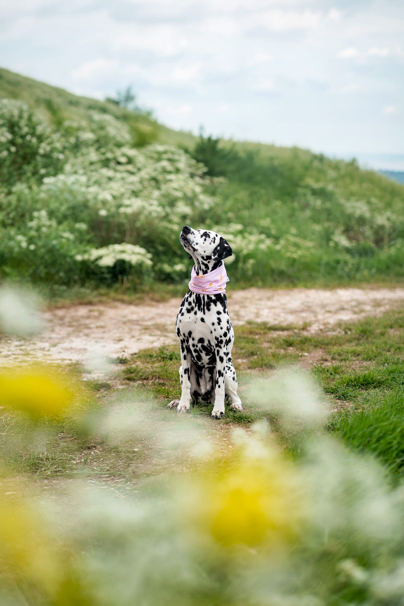 Handmade Cooling Dog Snood - Citrus Bloom