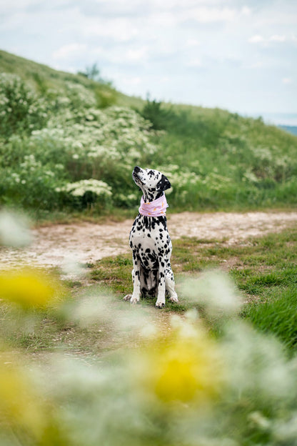 Handmade Cooling Dog Snood - Citrus Bloom