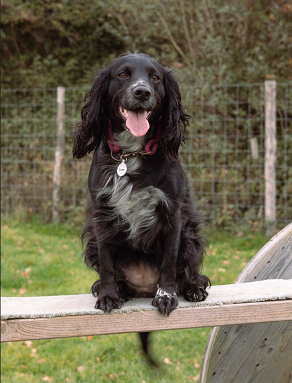 Tailor-Made Single Layered Dog Collar – Design Your Own