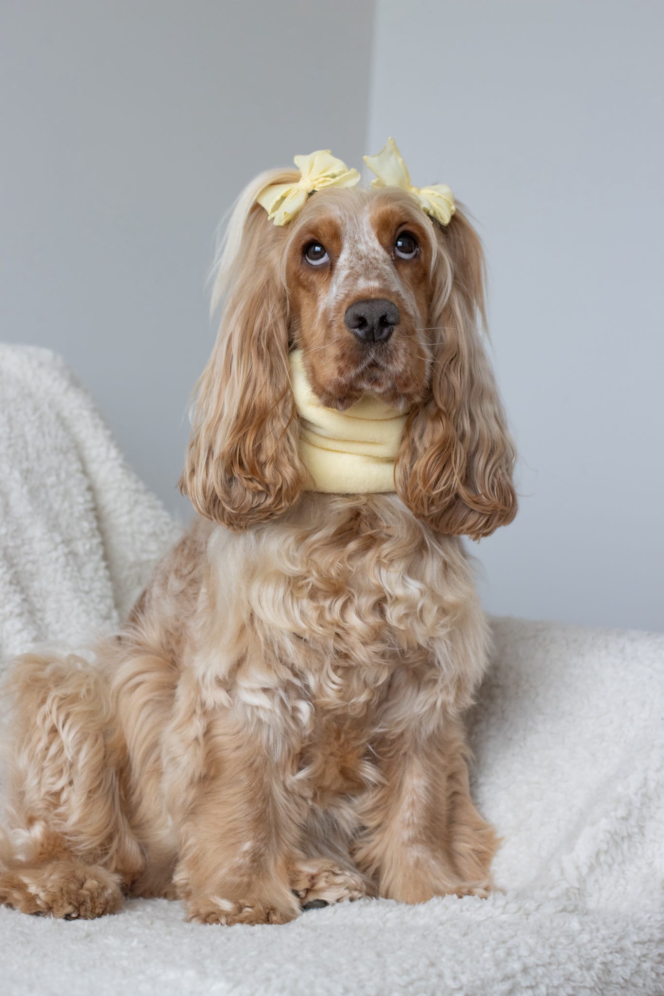 Handmade Polar Fleece Dog Snood - Lemon