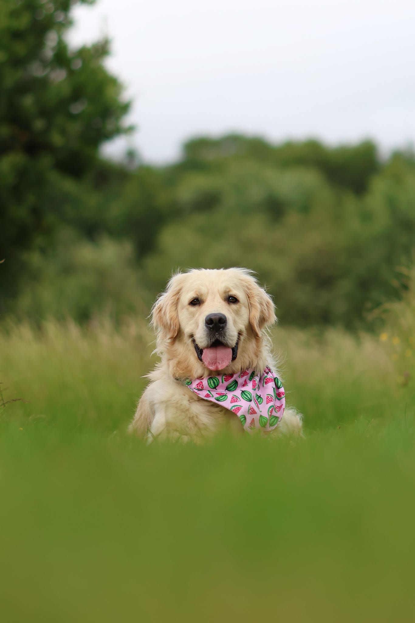 Handmade Dog Bandana - Watermelon Whimsy