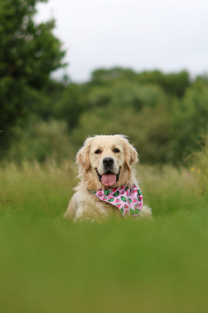 Handmade Dog Bandana - Watermelon Whimsy