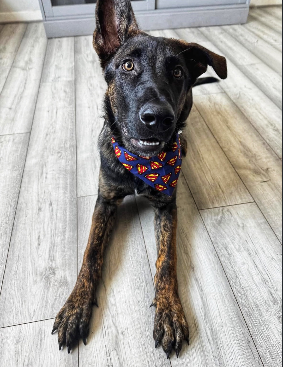 Dog Bandana - Sup-paw Dog