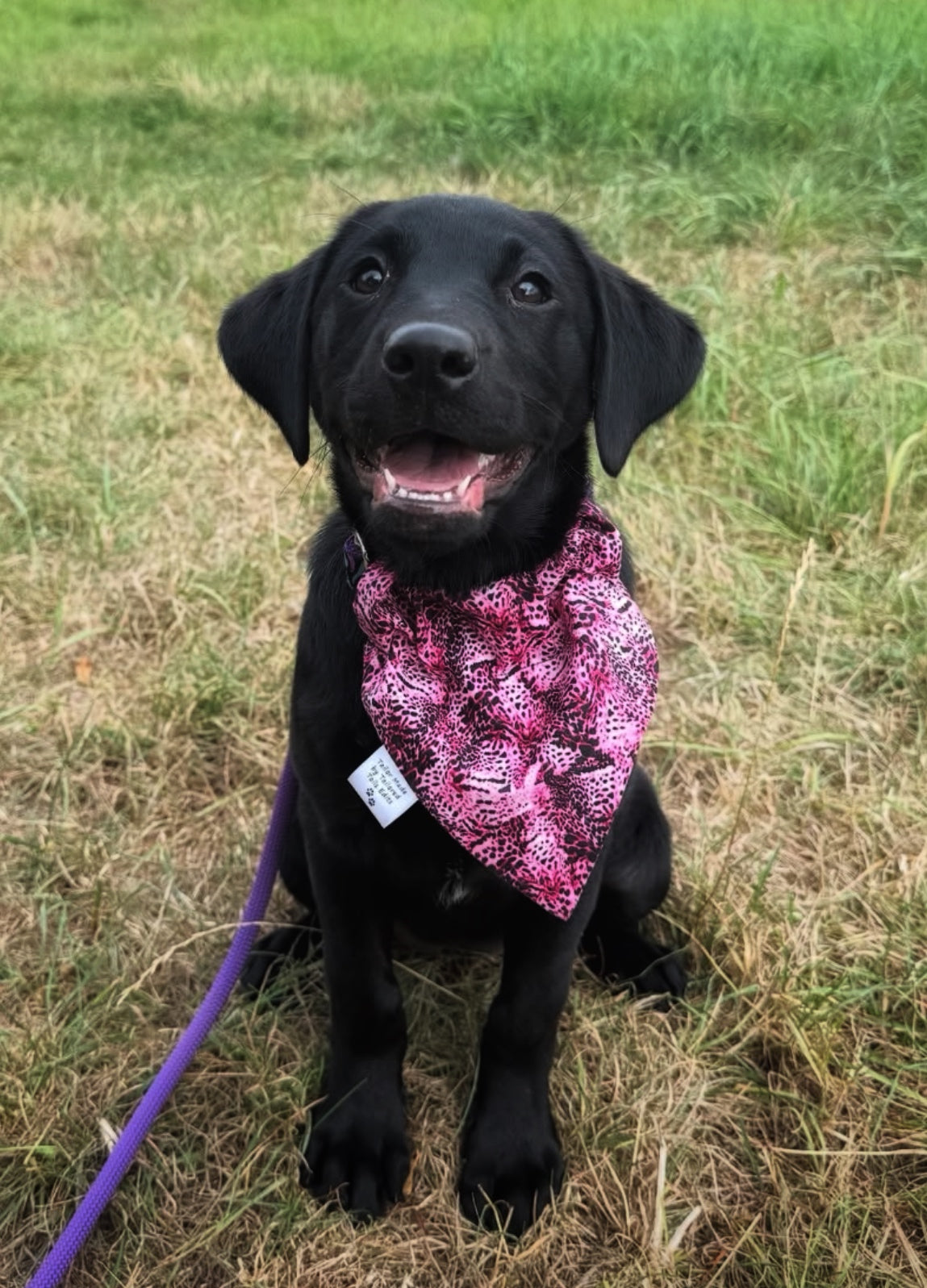 Dog Bandana - Hippy Print