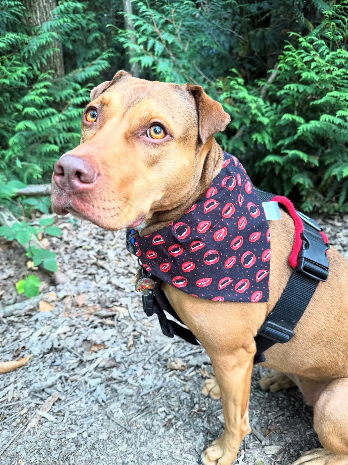 Dog Bandana - Vampire Smile